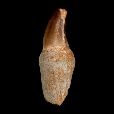 2.9" Mosasaur Prognathodon Anceps Fossil Tooth Rooted Cretaceous Dinosaur Era COA