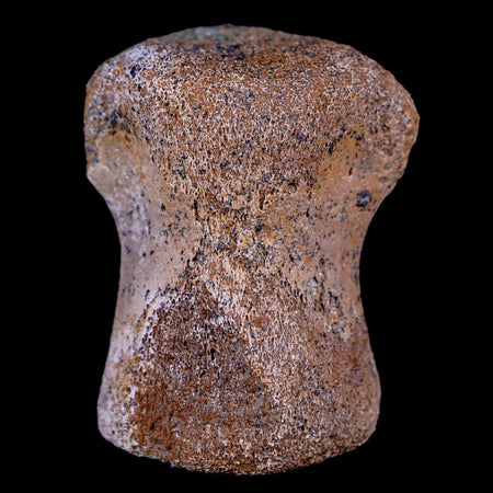 1.4" Thescelosaurus Fossil Vertebrae Bone Cretaceous Dinosaur Lance Creek WY COA