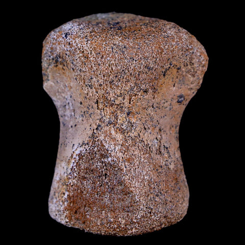 1.4" Thescelosaurus Fossil Vertebrae Bone Cretaceous Dinosaur Lance Creek WY COA - Fossil Age Minerals