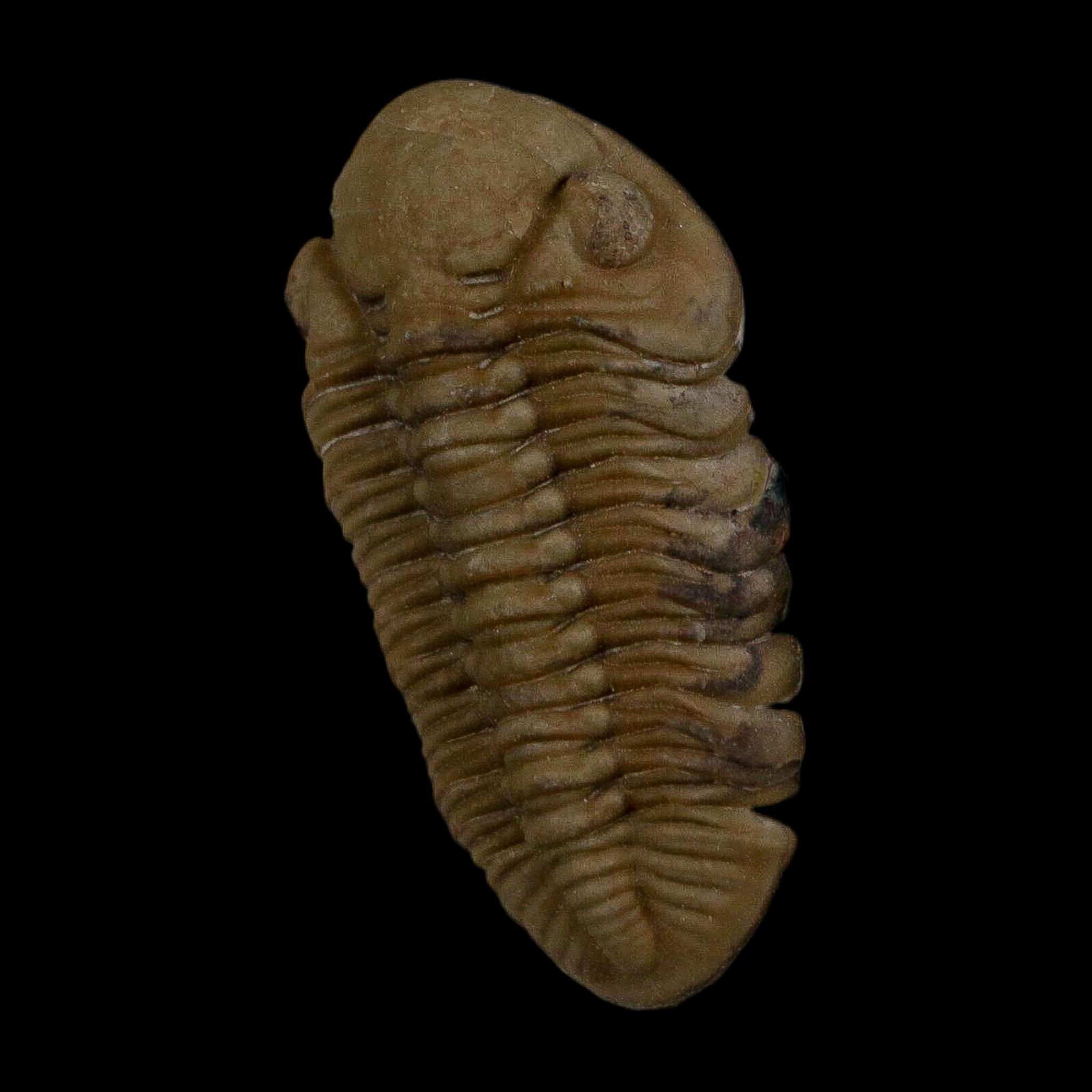 1.3" Kainops Raymodi Trilobite Fossil In Matrix Compound eyes Black Cat Mountain OK - Fossil Age Minerals
