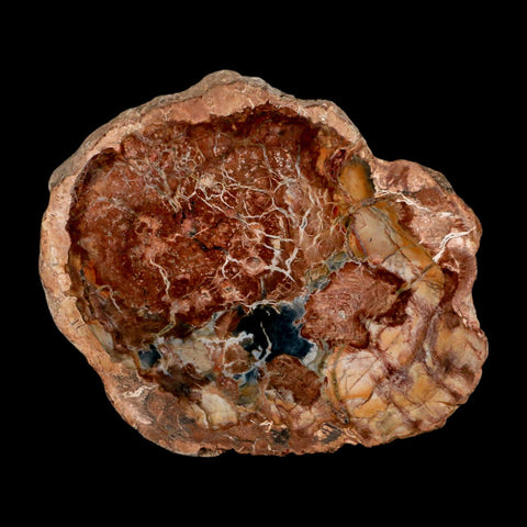 4.1" Fossilized Polished Petrified Wood Branch Madagascar 66-225 Million Yrs Old - Fossil Age Minerals