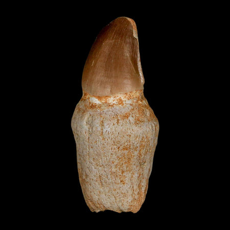 2.9" Mosasaur Prognathodon Anceps Fossil Tooth Rooted Cretaceous Dinosaur Era COA