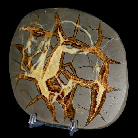 4.7" Septarian Dragon Stone Polished Slice Mineral Specimen Utah Stand - Fossil Age Minerals
