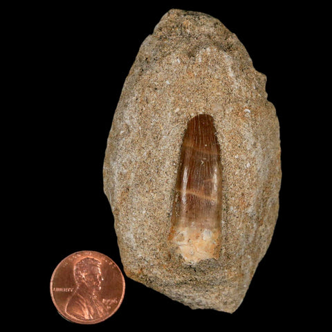 1.4" Plesiosaur Zarafasaura Tooth Fossil In Matrix Cretaceous Dinosaur Era COA - Fossil Age Minerals