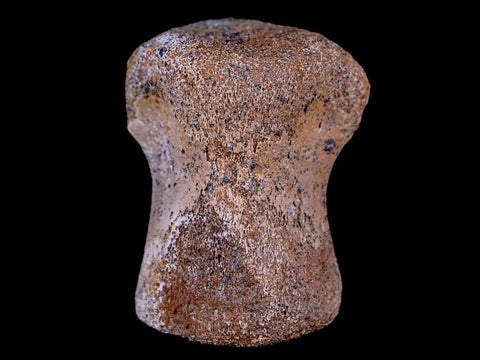1.4" Thescelosaurus Fossil Vertebrae Bone Cretaceous Dinosaur Lance Creek WY COA - Fossil Age Minerals