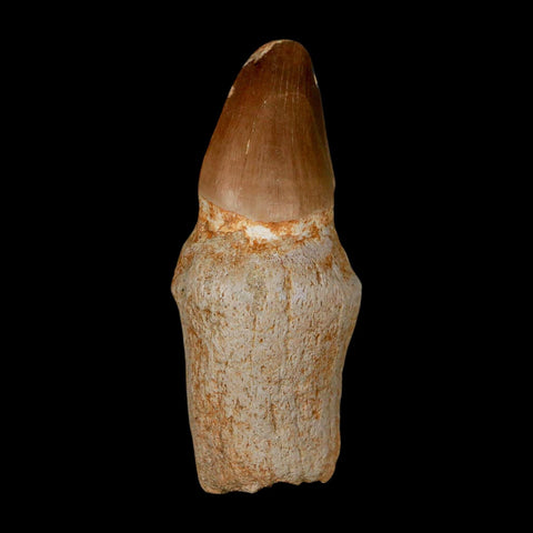 2.9" Mosasaur Prognathodon Anceps Fossil Tooth Rooted Cretaceous Dinosaur Era COA
