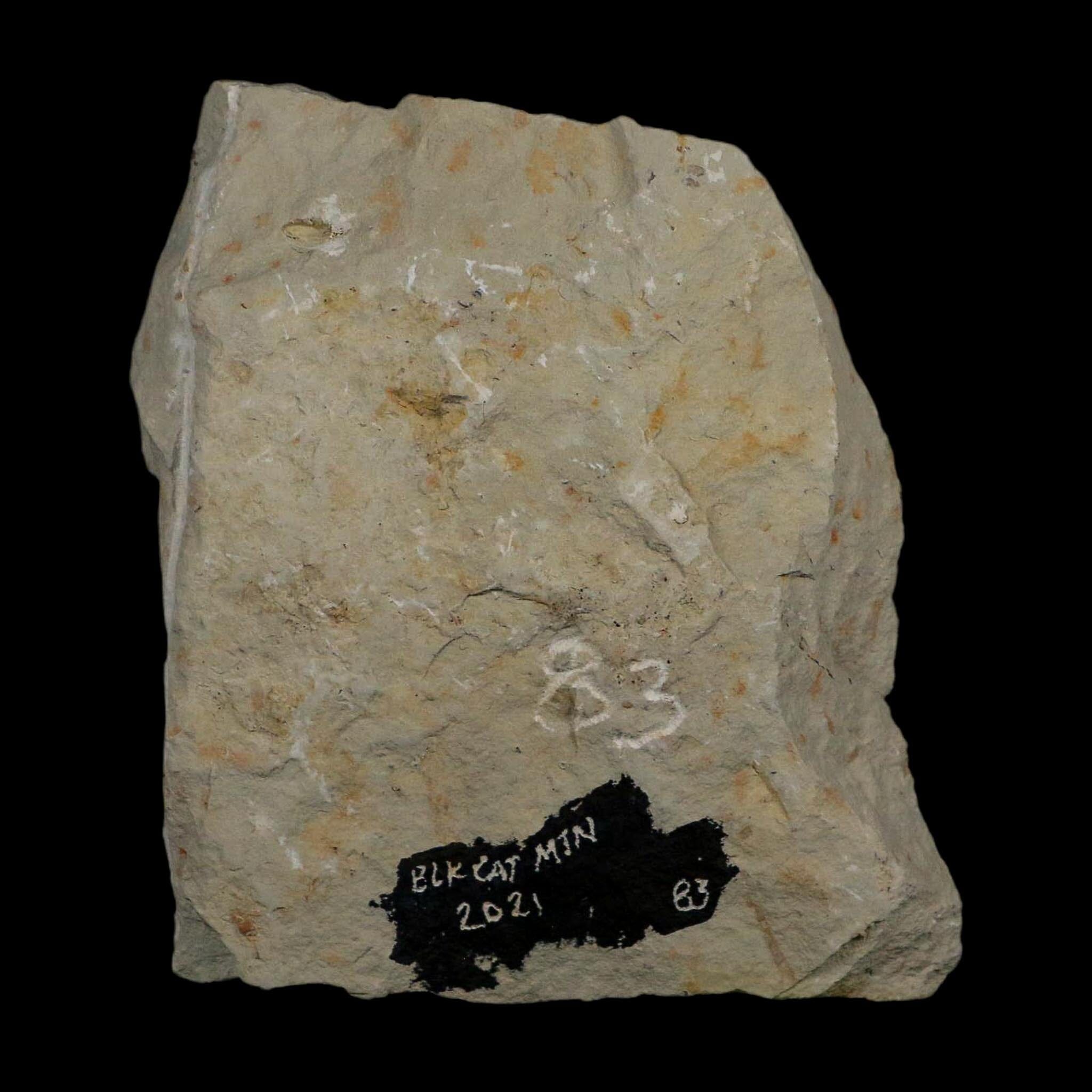 1.3" Kainops Raymodi Trilobite Fossil In Matrix Compound eyes Black Cat Mountain OK - Fossil Age Minerals