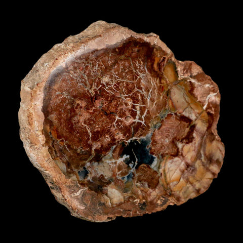 4.1" Fossilized Polished Petrified Wood Branch Madagascar 66-225 Million Yrs Old - Fossil Age Minerals