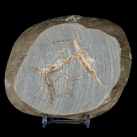4.7" Septarian Dragon Stone Polished Slice Mineral Specimen Utah Stand - Fossil Age Minerals
