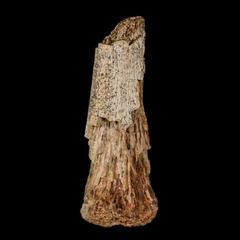 2.1" Thescelosaurus Fossil Limb Bone Cretaceous Dinosaur Lance Creek FM WY COA - Fossil Age Minerals