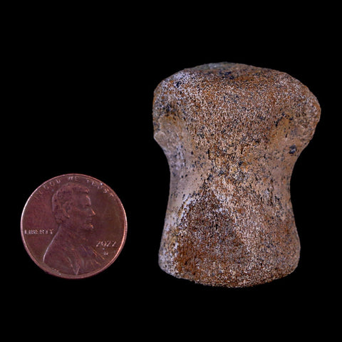 1.4" Thescelosaurus Fossil Vertebrae Bone Cretaceous Dinosaur Lance Creek WY COA - Fossil Age Minerals