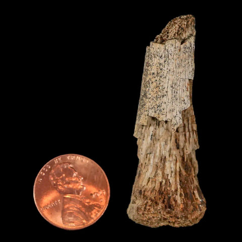 2.1" Thescelosaurus Fossil Limb Bone Cretaceous Dinosaur Lance Creek FM WY COA - Fossil Age Minerals