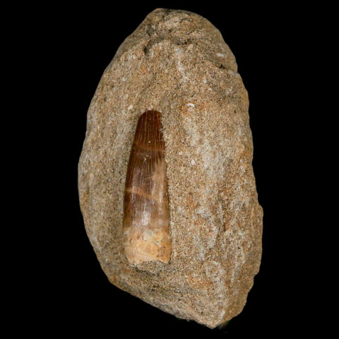 1.4" Plesiosaur Zarafasaura Tooth Fossil In Matrix Cretaceous Dinosaur Era COA - Fossil Age Minerals