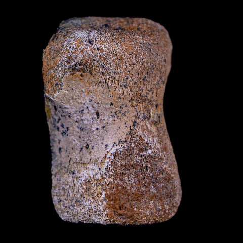 1.4" Thescelosaurus Fossil Vertebrae Bone Cretaceous Dinosaur Lance Creek WY COA - Fossil Age Minerals