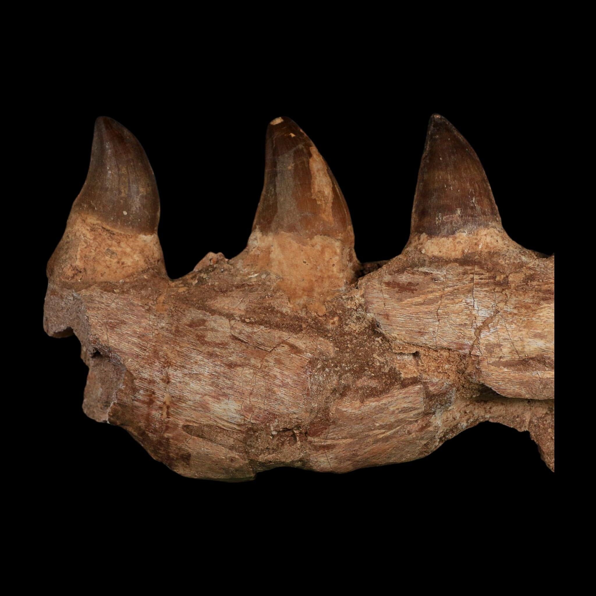 7.5" Mosasaur Prognathodon Fossil Jaw Section Teeth Cretaceous Dinosaur Era COA