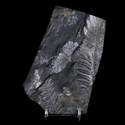 5.1" Alethopteris Fern Plant Leaf Fossil Carboniferous Age Llewellyn FM ST Clair, PA