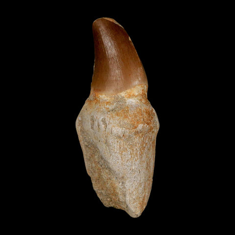 2.9" Mosasaur Prognathodon Anceps Fossil Tooth Rooted Cretaceous Dinosaur Era COA