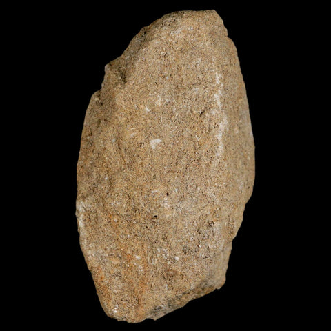 1.4" Plesiosaur Zarafasaura Tooth Fossil In Matrix Cretaceous Dinosaur Era COA - Fossil Age Minerals
