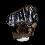 0.4" Ankylosaurus Fossil Tooth Judith River FM Cretaceous Dinosaur MT COA, Display