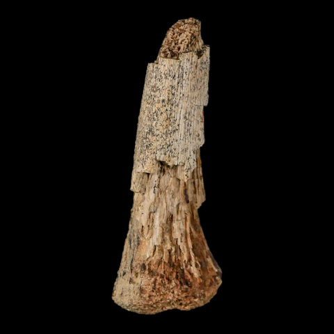 2.1" Thescelosaurus Fossil Limb Bone Cretaceous Dinosaur Lance Creek FM WY COA - Fossil Age Minerals