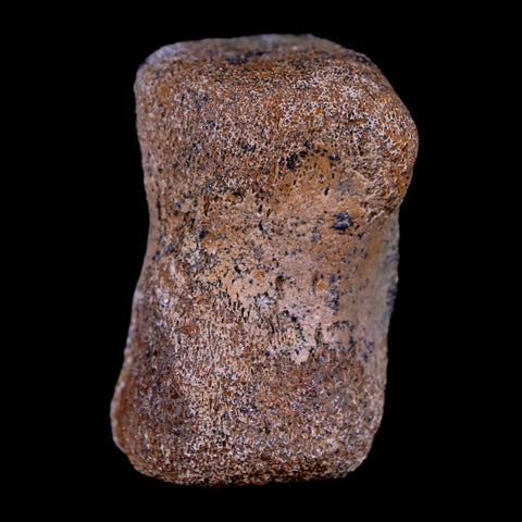 1.4" Thescelosaurus Fossil Vertebrae Bone Cretaceous Dinosaur Lance Creek WY COA - Fossil Age Minerals