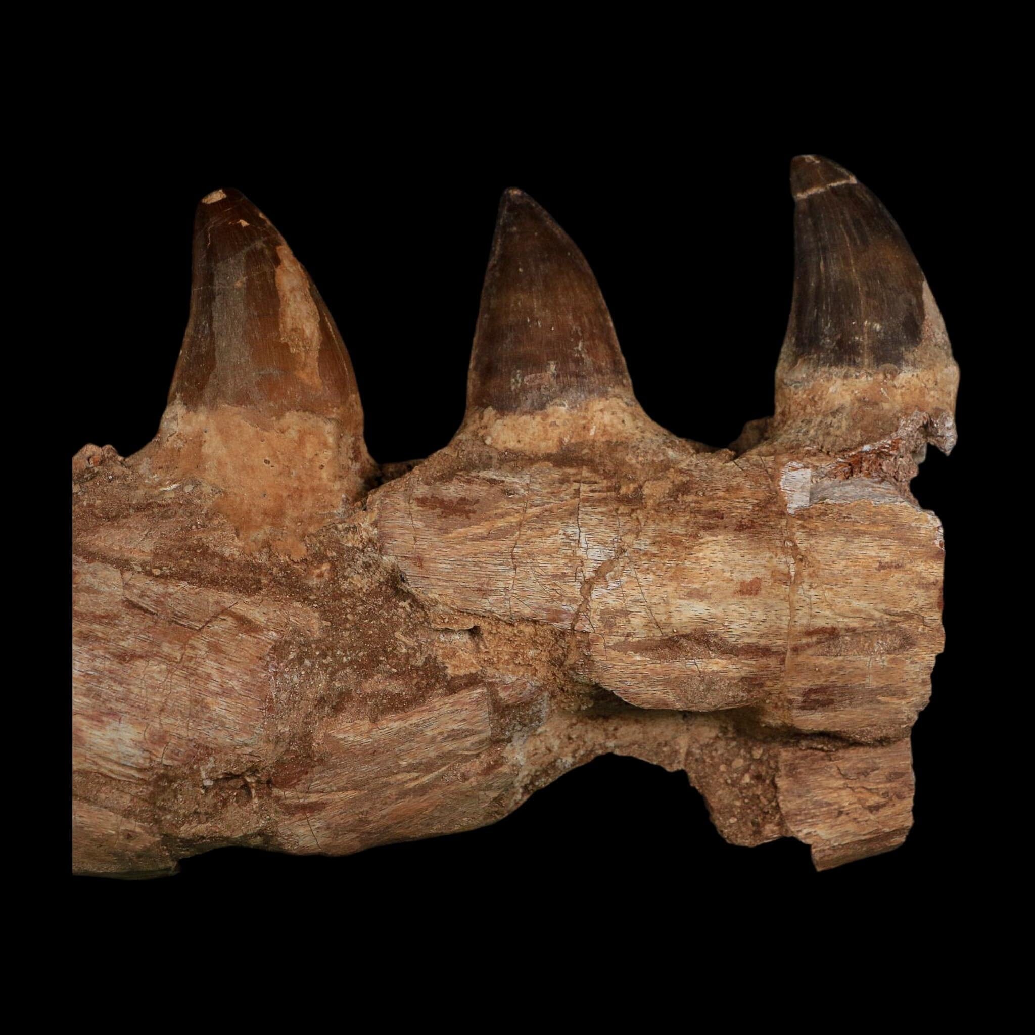 7.5" Mosasaur Prognathodon Fossil Jaw Section Teeth Cretaceous Dinosaur Era COA
