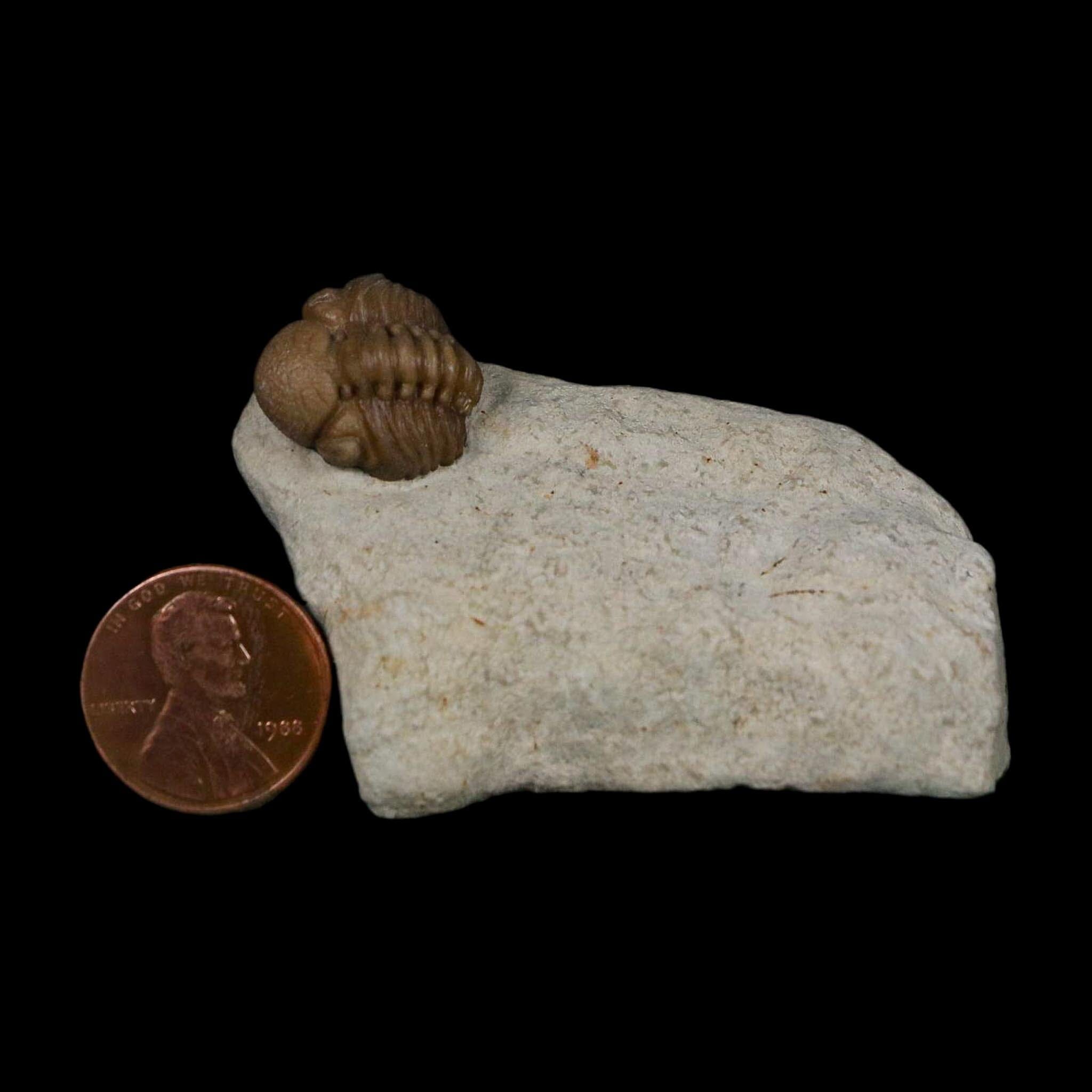 0.6" Kainops Raymodi Trilobite Fossil In Matrix Compound eyes Black Cat Mountain OK - Fossil Age Minerals