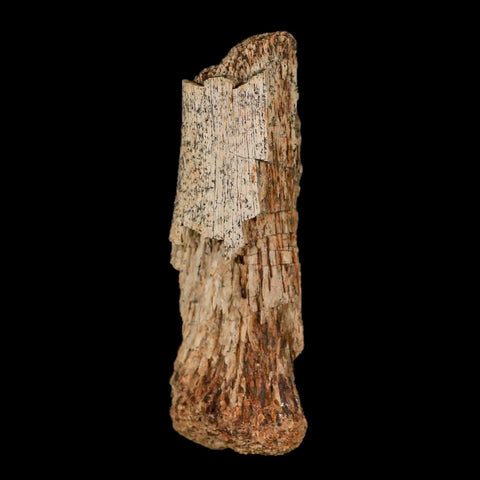 2.1" Thescelosaurus Fossil Limb Bone Cretaceous Dinosaur Lance Creek FM WY COA - Fossil Age Minerals