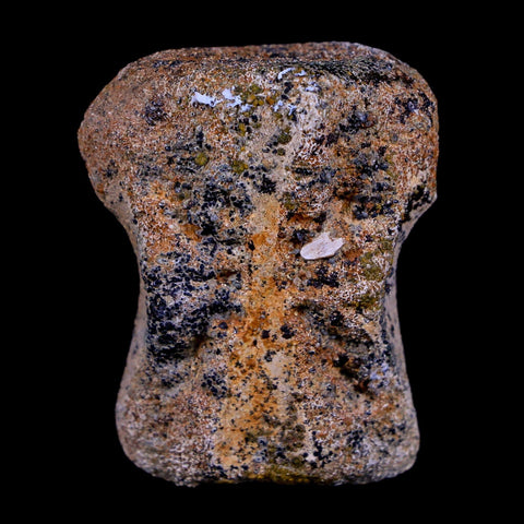 1.4" Thescelosaurus Fossil Vertebrae Bone Cretaceous Dinosaur Lance Creek WY COA - Fossil Age Minerals