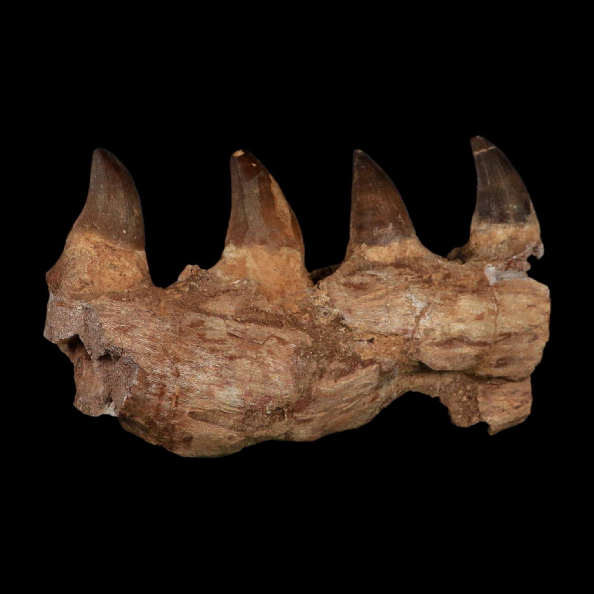 7.5" Mosasaur Prognathodon Fossil Jaw Section Teeth Cretaceous Dinosaur Era COA