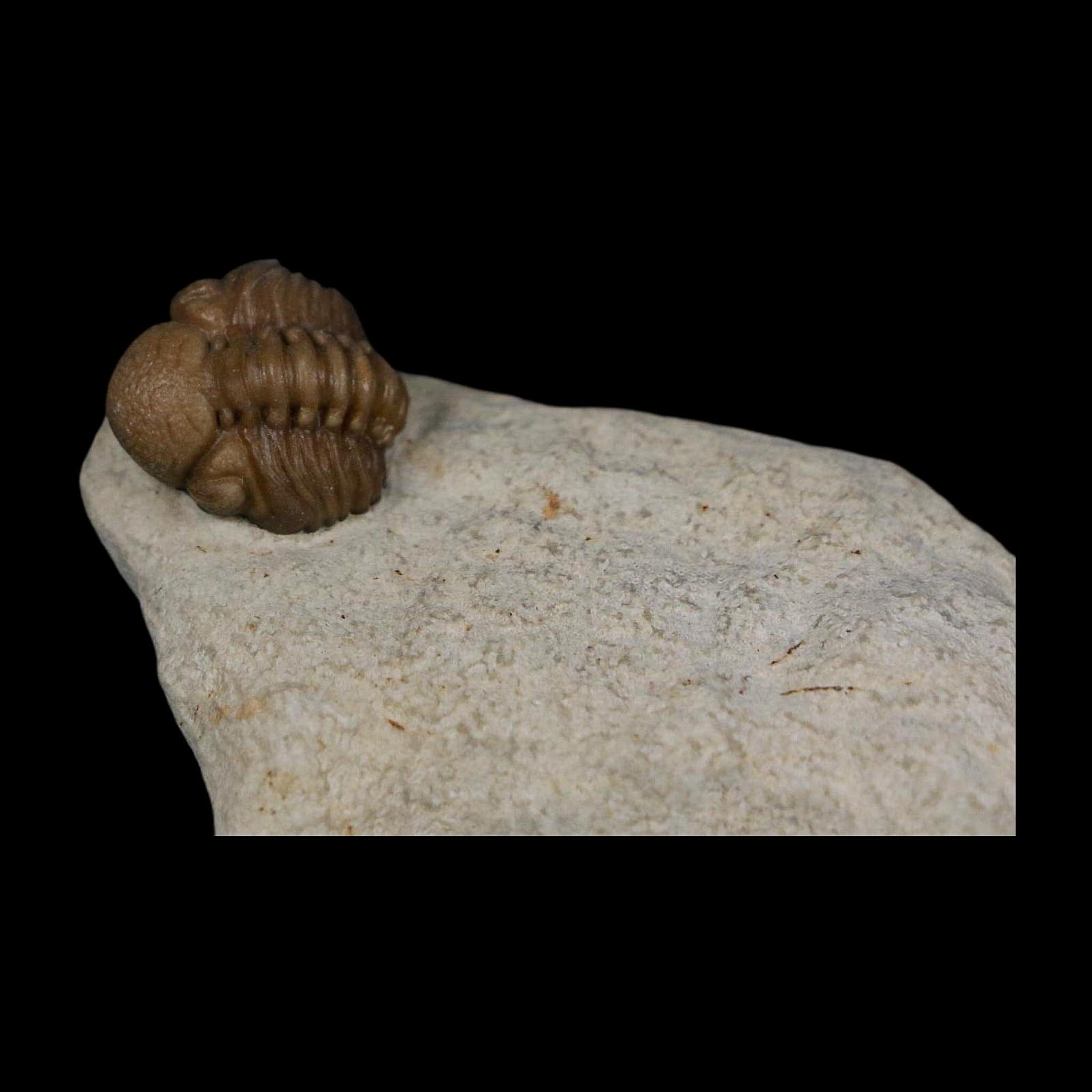 0.6" Kainops Raymodi Trilobite Fossil In Matrix Compound eyes Black Cat Mountain OK - Fossil Age Minerals