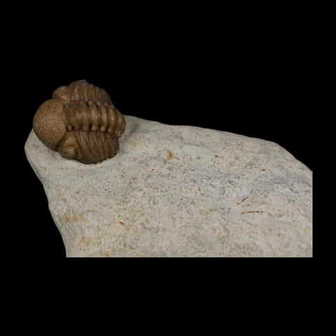 0.6" Kainops Raymodi Trilobite Fossil In Matrix Compound eyes Black Cat Mountain OK - Fossil Age Minerals