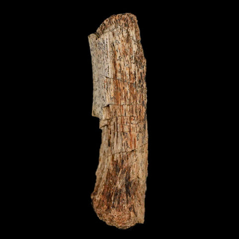 2.1" Thescelosaurus Fossil Limb Bone Cretaceous Dinosaur Lance Creek FM WY COA - Fossil Age Minerals