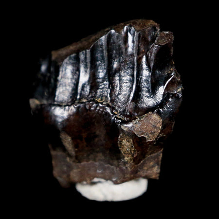 0.4" Ankylosaurus Fossil Tooth Judith River FM Cretaceous Dinosaur MT COA, Display