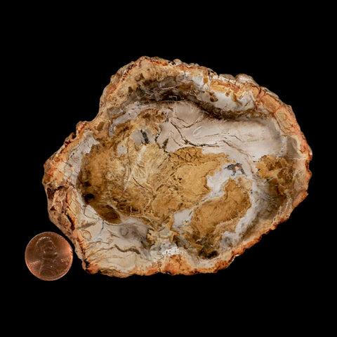 3.9" Fossilized Polished Petrified Wood Branch Madagascar 66-225 Million Yrs Old - Fossil Age Minerals