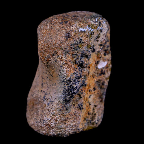 1.4" Thescelosaurus Fossil Vertebrae Bone Cretaceous Dinosaur Lance Creek WY COA - Fossil Age Minerals
