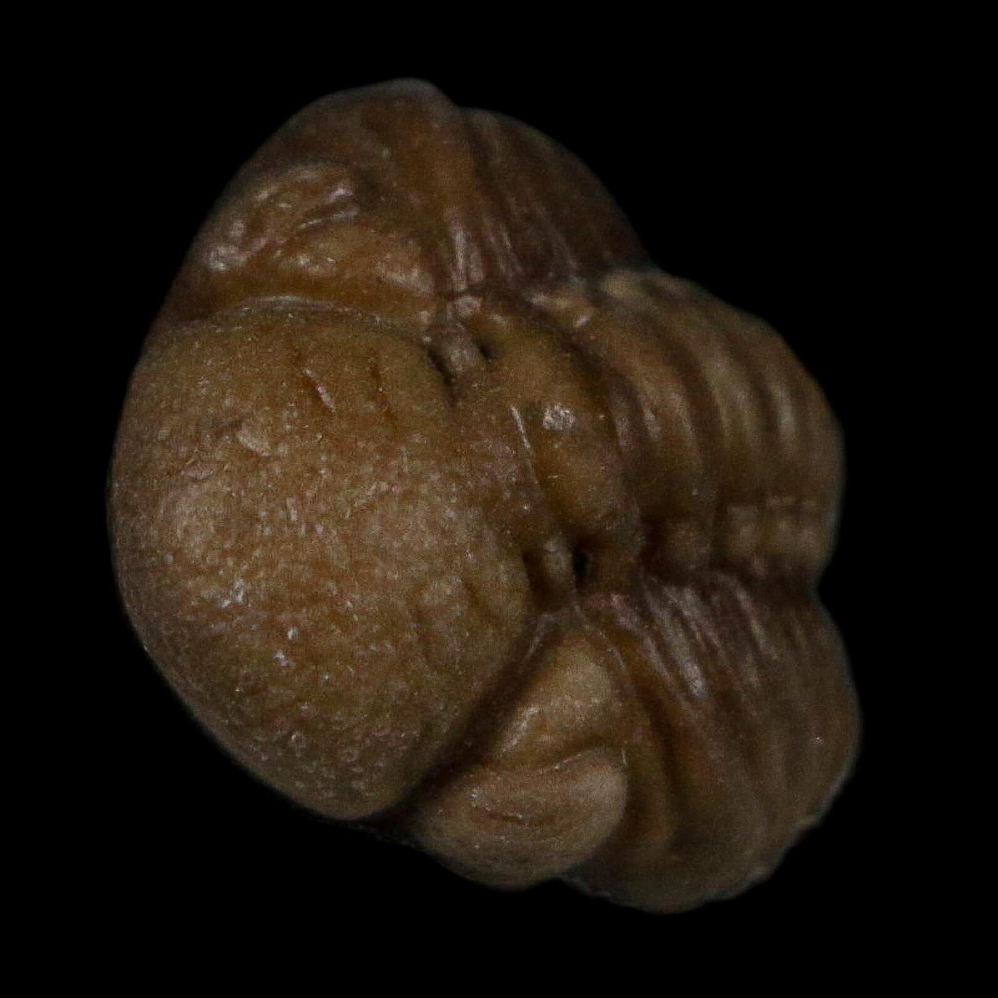 0.6" Kainops Raymodi Trilobite Fossil In Matrix Compound eyes Black Cat Mountain OK - Fossil Age Minerals