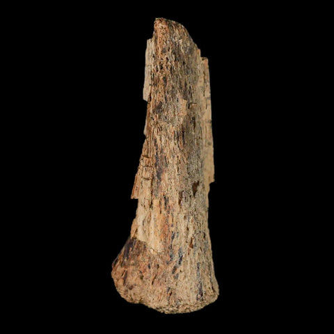 2.1" Thescelosaurus Fossil Limb Bone Cretaceous Dinosaur Lance Creek FM WY COA - Fossil Age Minerals