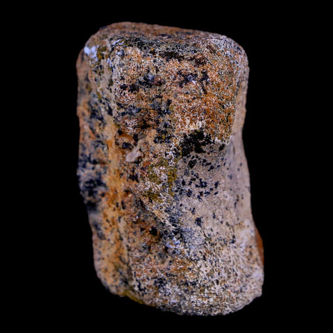 1.4" Thescelosaurus Fossil Vertebrae Bone Cretaceous Dinosaur Lance Creek WY COA - Fossil Age Minerals