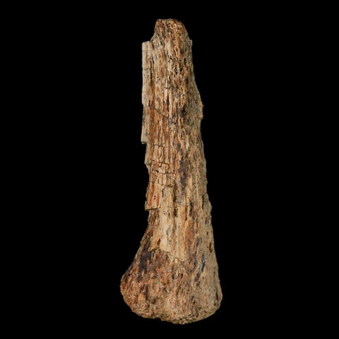 2.1" Thescelosaurus Fossil Limb Bone Cretaceous Dinosaur Lance Creek FM WY COA - Fossil Age Minerals