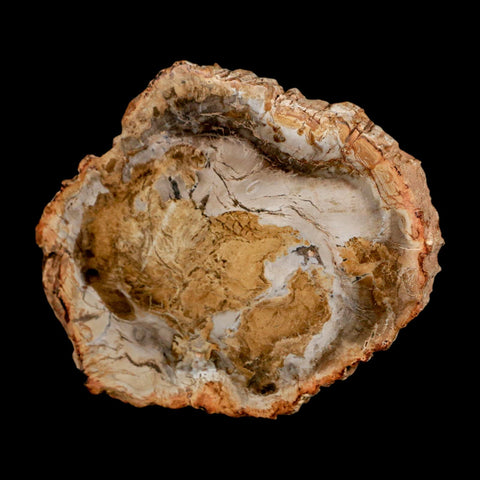 3.9" Fossilized Polished Petrified Wood Branch Madagascar 66-225 Million Yrs Old - Fossil Age Minerals
