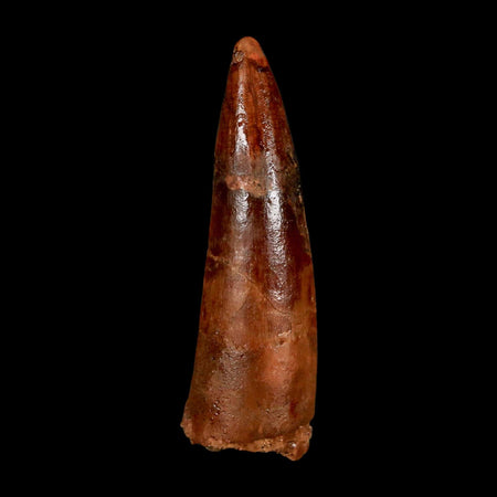 1.8" Spinosaurus Fossil Tooth 100 Million Years Old Cretaceous Dinosaur COA Stand