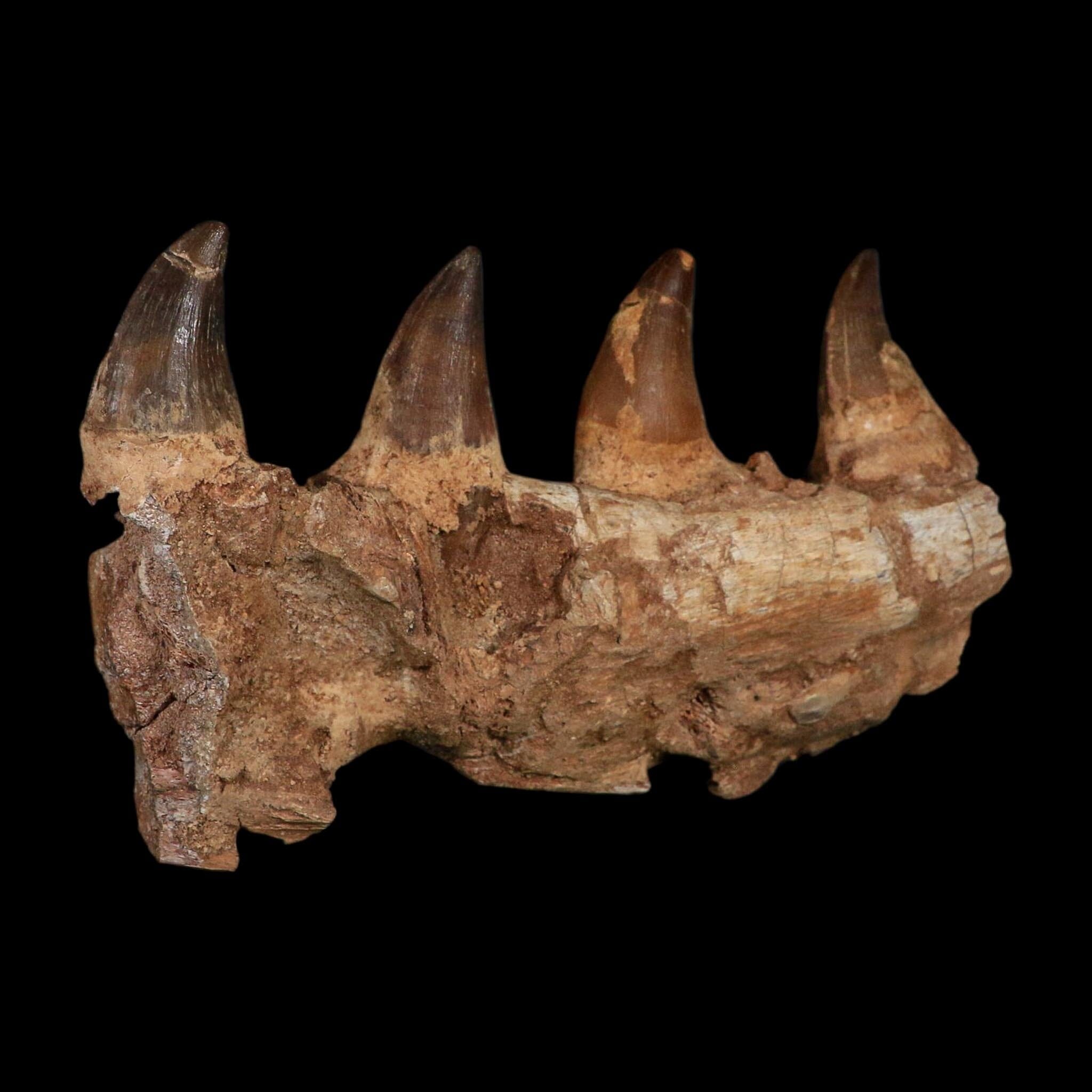 7.5" Mosasaur Prognathodon Fossil Jaw Section Teeth Cretaceous Dinosaur Era COA