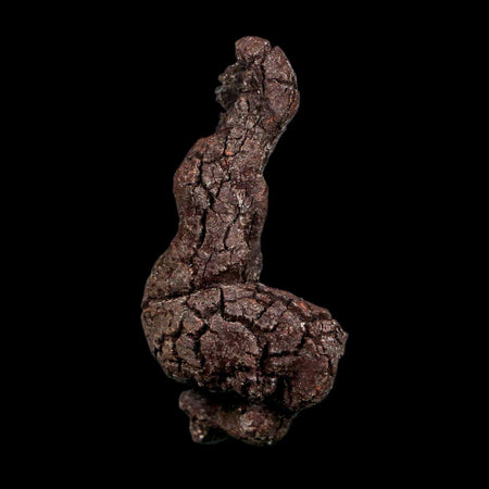 2.4" Prehistoric Coprolite Fossil Specimen Poop Dung Miocene Madagascar