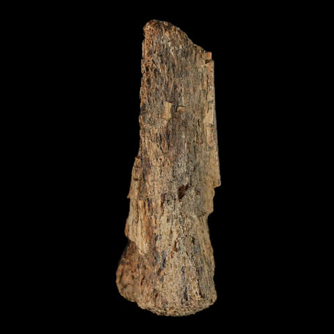 2.1" Thescelosaurus Fossil Limb Bone Cretaceous Dinosaur Lance Creek FM WY COA - Fossil Age Minerals