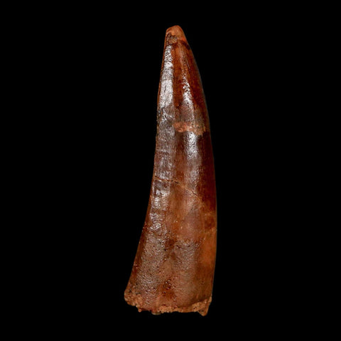 1.8" Spinosaurus Fossil Tooth 100 Million Years Old Cretaceous Dinosaur COA Stand