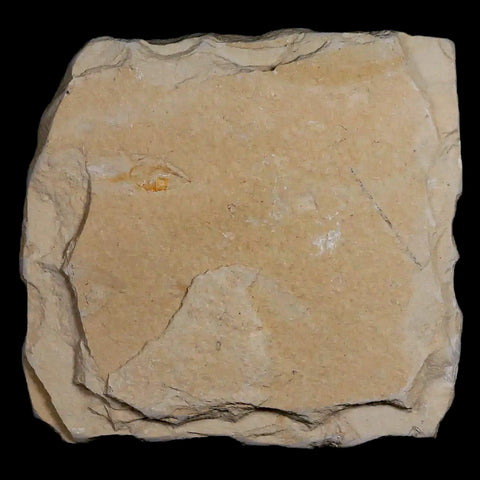 2.8" Fossil Shrimp Carpopenaeus Cretaceous Age 100 Mil Yrs Old Lebanon COA - Fossil Age Minerals