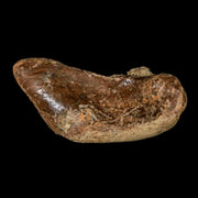 1.5" Thescelosaurus Fossil Bone Cretaceous Dinosaur Lance Creek FM Wyoming COA