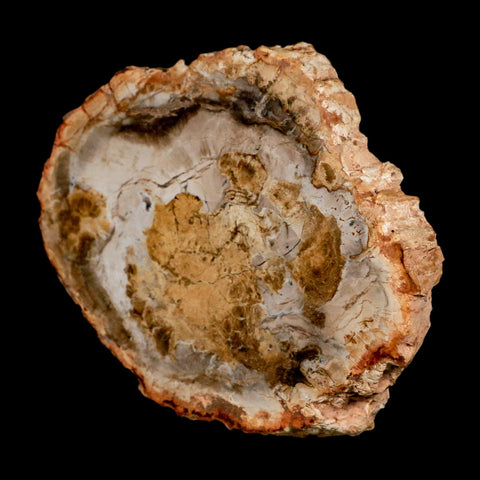 3.9" Fossilized Polished Petrified Wood Branch Madagascar 66-225 Million Yrs Old - Fossil Age Minerals