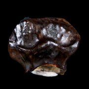 0.5" Ankylosaurus Fossil Tooth Judith River FM Cretaceous Dinosaur MT COA, Display